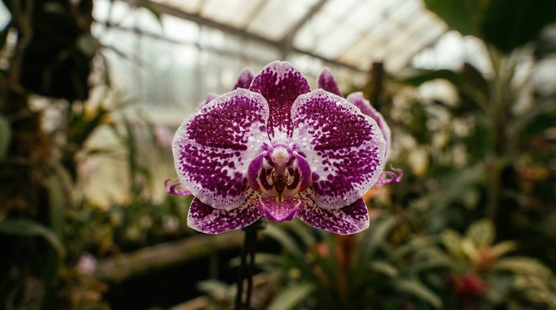 抖阴植物视频-珍稀兰花特写