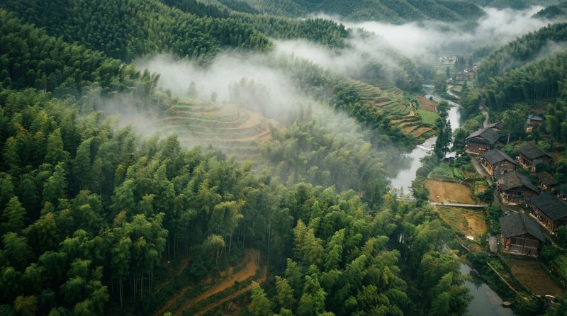 抖阴森林视频-竹海航拍