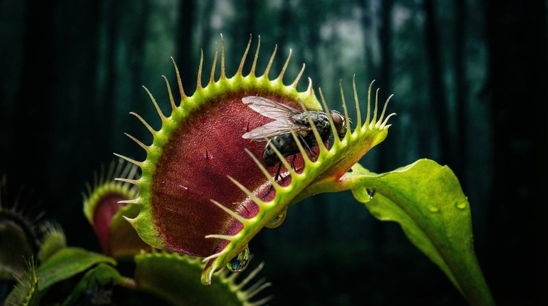 抖阴植物视频-捕蝇草